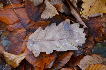 A brown, wet oak leaf lies on other leaves covered in moisture. The autumn scene highlights the colors, texture, and calm atmosphere of nature.