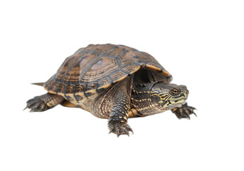 Obraz premium Tortoise with white background