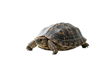 Fototapeta premium Tortoise with white background