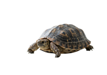 Tortoise with white background