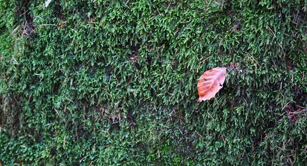 Mech porastający skałę, a na nim pojedynczy liść. Minimalistyczna kompozycja podkreśla intensywną zieleń, wilgoć i kontrast między surowym kamieniem a delikatną roślinnością.