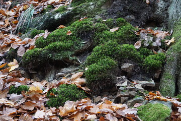 Mech porastający surową skałę, wilgotne liście i intensywna, nasycona zieleń tworzą naturalną, świeżą kompozycję. Detale faktury kamienia kontrastują z miękkością roślinności. © Adam