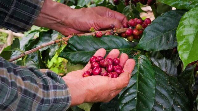 hands of an elderly Bolivian farmer harvesting coffee cherries in the Yungas region of Bolivia - coffee concept