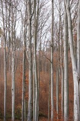 Pionowe ujęcie wysokich, liściastych drzew w lesie. Wysokie pnie i gęste korony tworzą imponującą, naturalną ścianę zieleni, podkreślając majestat i spokój lasu. © Adam