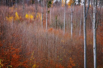 A young forest with many small trees and a few larger ones. Autumn leaves create a warm, natural atmosphere and highlight the variety of plant growth.