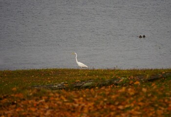 A wild white bird strolls along the lakeshore. Its reflection in the water and the natural surroundings create a picturesque, peaceful nature scene.
