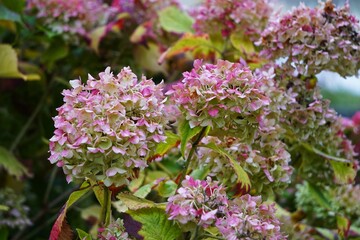 Różowa hortensja w pełnym rozkwicie, uchwycona z bliska. Jej gęste kwiatostany tworzą kuliste kompozycje, wabiąc wzrok i wprowadzając letni, lekki nastrój. © Adam