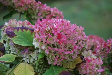 Zbliżenie na różową hortensję w pełnym rozkwicie. Delikatne, pełne kwiaty układają się w gęste kuliste baldachy, emanując subtelnym urokiem lata. © Adam