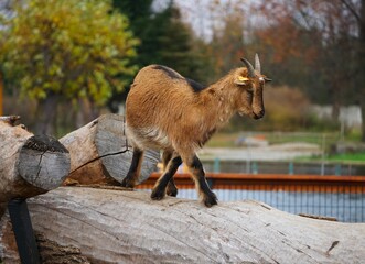 Mały, brązowy kozioł karłowatej kozy spaceruje po wyschniętym drzewie. Scena z hodowli kozy karłowatej, pokazująca zwinność i ciekawość zwierzęcia. © Adam