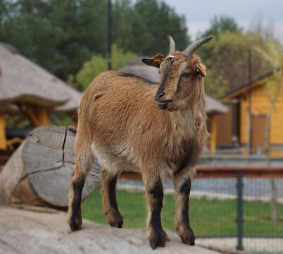 Fototapeta Mała, brązowa koza o uroczym, ciekawskim wyrazie pyska. Jej delikatne rogi i miękka sierść podkreślają przyjazny i sympatyczny charakter zwierzęcia.