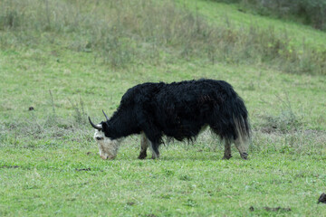 Jiuzhai Valley National Park 