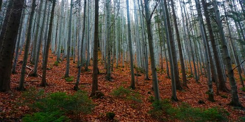 Zamglony las z cienkimi, wysokimi drzewami i młodymi sosenkami między nimi. Sucha ściółka z liści podkreśla spokojną panoramę natury. © Adam