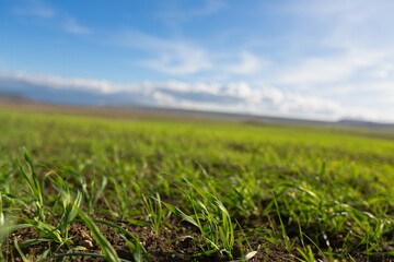 beautiful view in farm field with rural plants