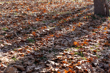 A ground covered in dry, brown and orange autumn leaves, with patches of green grass and a tree trunk visible on the right side. The scene is bathed in sunlight, casting some shadows.