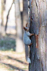 A small Eurasian red squirrel with greyish fur and a bushy tail climbing a rough tree trunk in a sunlit park or forest setting.