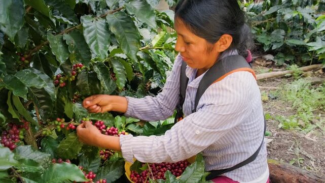 Bolivian agriculture harvesting freshly picked coffee cherries in the Yungas region of Bolivia - coffee concept