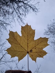 autumn maple leaves