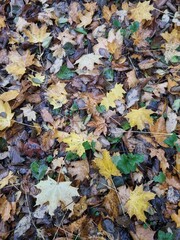 autumn leaves background