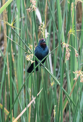 Chestnut-capped Blackbird on the branch