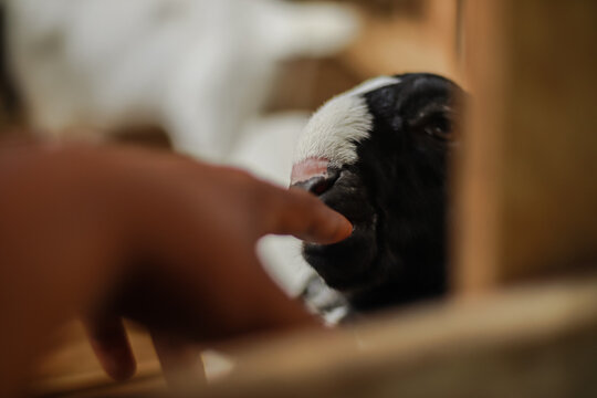 Gentle touch hand caressing a baby goat exploring animal interactions and care - Powered by Adobe