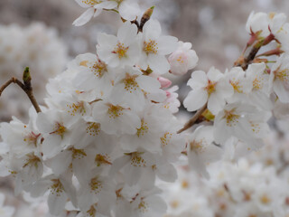 白い桜