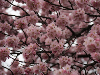日本の桜
