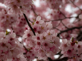 日本の桜