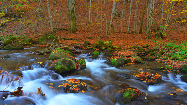 Mountain stream flowing among fallen autumn leaves. Carpathian Mountains, Harghita, Romania.