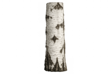 Birch tree trunk section with white bark and dark markings, natural wood texture, cut log piece