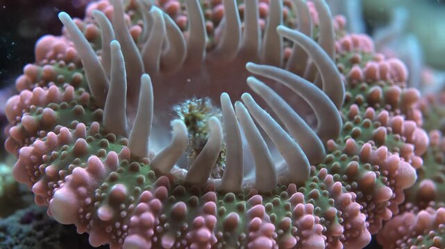 Close-up of a Coral Polyp Opening Tentacles in Aquarium