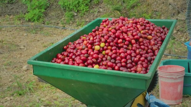 machine for peeling coffee cherries in the Yunga region of Bolivia - coffee concept