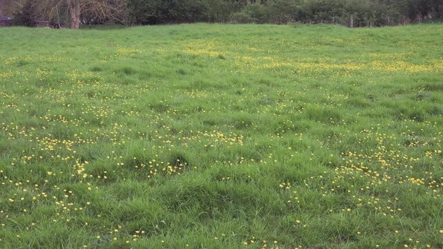Buttercup Meadow in Spring with Yellow Flowers &ndash; Wide Scenic Field Landscape with Tree Line, Smooth Pan and Static Frame for Nature Backgrounds and Seasonal Video Projects