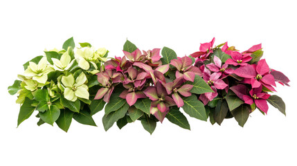 Three sets of hellebore plants primrose plants and poinsettia plants on transparent background