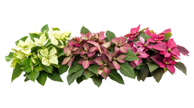 Three sets of hellebore plants primrose plants and poinsettia plants on transparent background