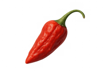 Red chili pepper lying on transparent background. Fresh spicy cooking ingredient for food preparation and hot flavor