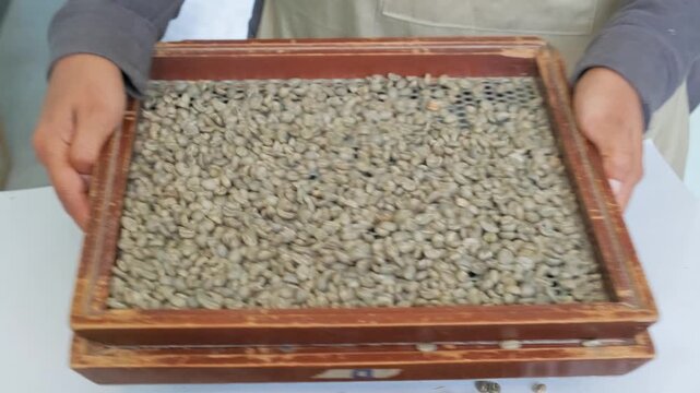 Bolivian coffee being sorted by size on a grid for export - coffee concept