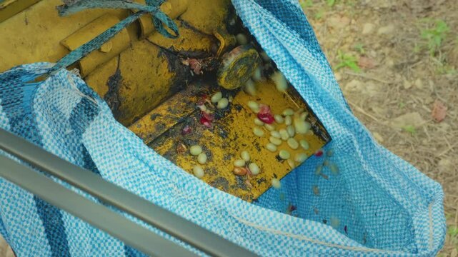 machine peeling freshly harvested coffee cherries in the Yunga region of Bolivia - coffee concept