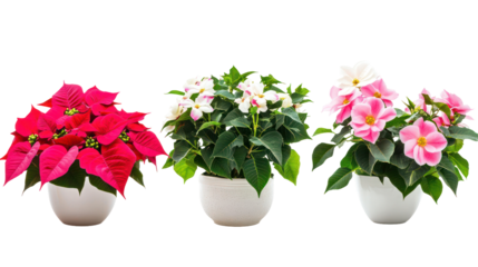Three sets of poinsettia plants primrose plants and camellia plants on transparent background