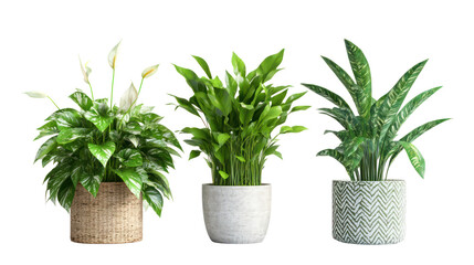 Obraz premium Three potted green houseplants isolated on transparent background