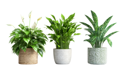 Three potted green houseplants isolated on transparent background