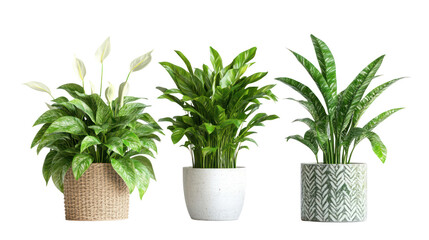 Obraz premium Three potted green houseplants in decorative pots isolated on transparent background