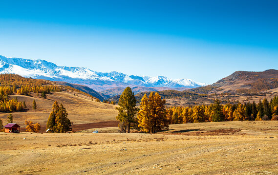 Autumn larch taiga on the background of snow-capped mountains north chui range. Altai Republic, Russia.