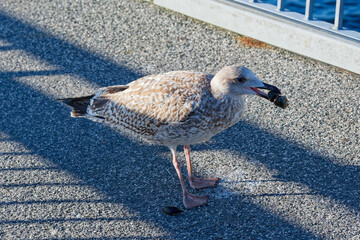 Seagull stands over prey and watches waves in noon light in Kiel