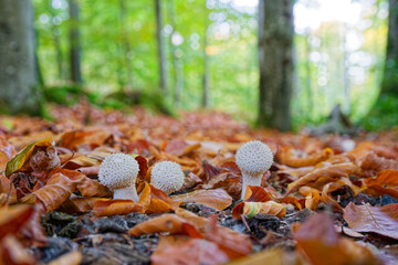 White spiny hedgehog like mushrooms clustered on moss in forest