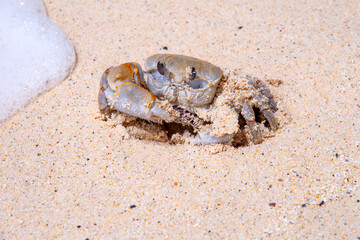 crab with eggs on the sand in maldive