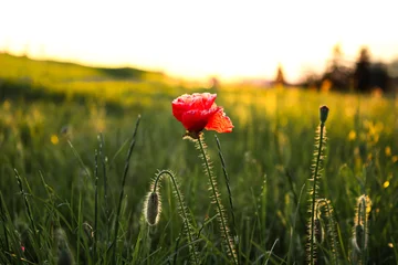 Gardinen Mohnblumen Close up : one red poppy flower grows in the field  © Anastasiia Davydenko