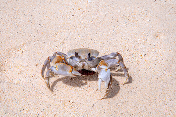 crab with eggs on the sand in maldive