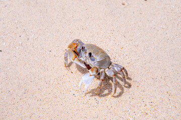 crab with eggs on the sand in maldive
