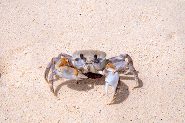 crab with eggs on the sand in maldive
