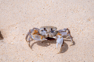 crab with eggs on the sand in maldive